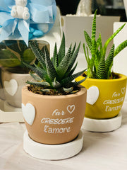 Bomboniera vasetto portapiante in cotto con scritta "Far crescere l'amore" in 4 colori assortiti, completo di piantina grassa, confezione di confetti, bigliettino stampato e scatola.
Dimensione globo: dm 7 x h cm 7 + pianta grassa.
Il prezzo si riferisce al singolo vasetto portapiante.&nbsp;

La vendita è assortita nei 4 colori.
Vasetto portapiante come bomboniera per varie cerimonie, quali battesimo, comunione,cresima, matrimonio, anniversario di matrimonio oppure come articolo da regalo.