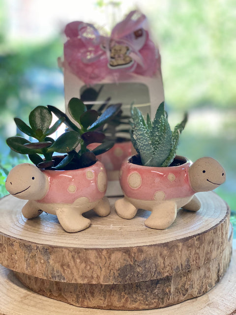bomboniera vasetto portapiante a forma di tartaruga in porcellana a pois rosa completo di piantina grassa,  confezione di confetti, bigliettino stampato e scatola. Vasetto portapiantina grassa come bomboniera da donare in occasione della cerimonia del battesimo, comunione, cresima